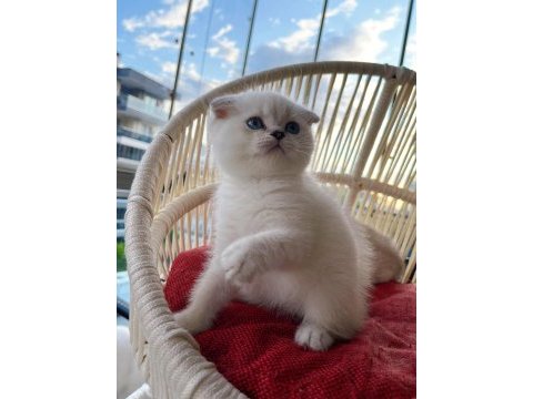 Scottish fold erkek yavrumuz yeni yuvasını arıyor