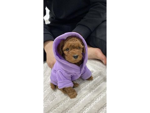 Bebek toy poodle