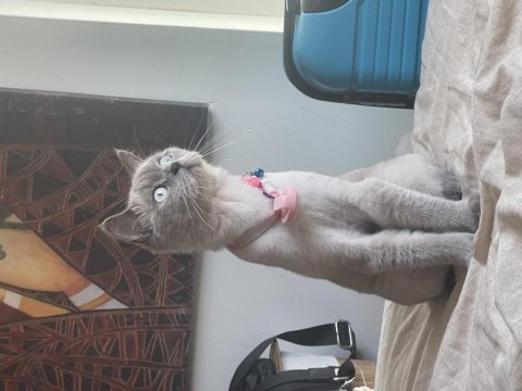 Safkan british shorthair dişimiz için damat arıyoruz