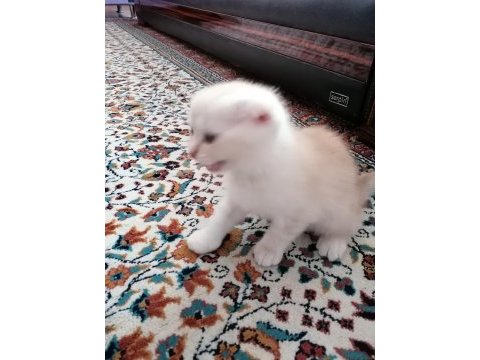 Scottish fold (2 paticik) ve british shorthair (1 paticik)