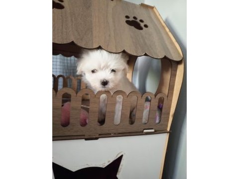 Maltese terrier 1,5 aylık