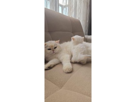 Medium longhair british kaliteli yavrular