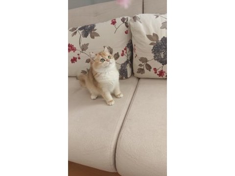 Çok güzel golden british shorthair iki kızımız