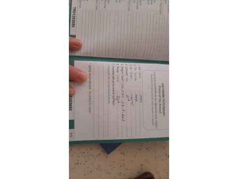 Taşındığımız için köpeğimi sahiplendiriyorum