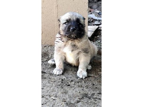 Safkan kangal yavrular