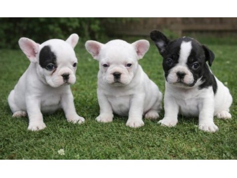 Son 3 yavru french bulldog