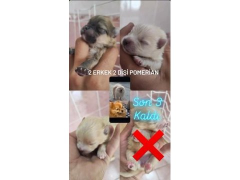 Pomeranian boo köpeğimiz