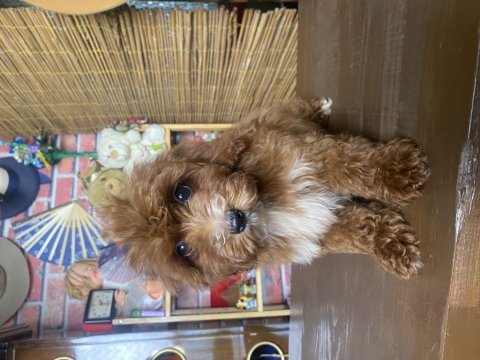 Mini boy maltipoo oğlumuz