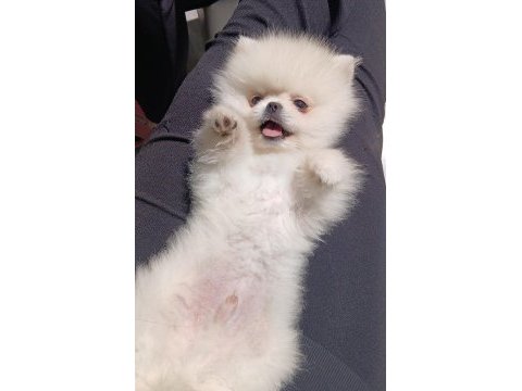 Safkan a kalite teacup erkek pomeranian yavrum