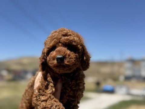 Petmode  köpek çiftliğinde ziyarete açık toy poodle