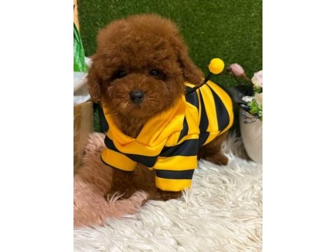 Toy poodle miniklerimiz
