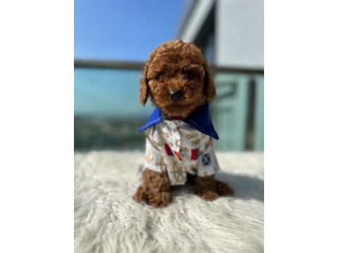Show kalite toy poodle yavruları erkek ve dişi