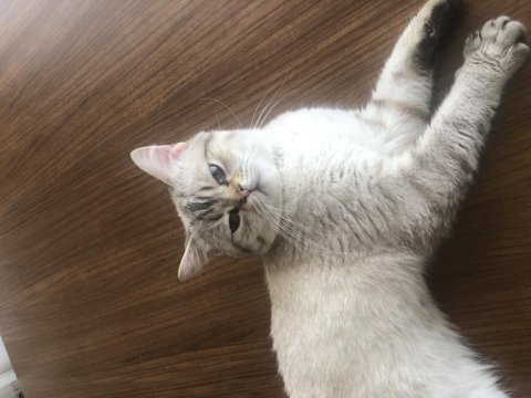 British shorthair erkek 1-1.5 yaşında