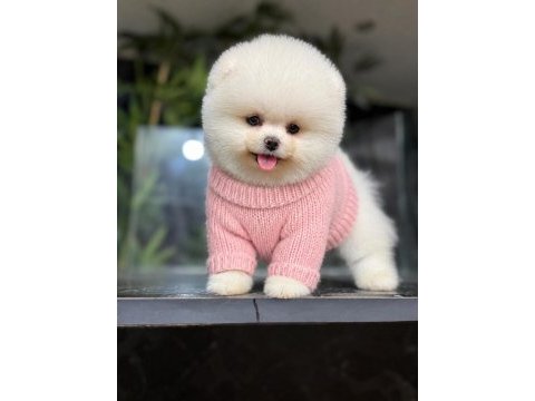 Irk ve sağlık garantili pomeranian boo bebekler