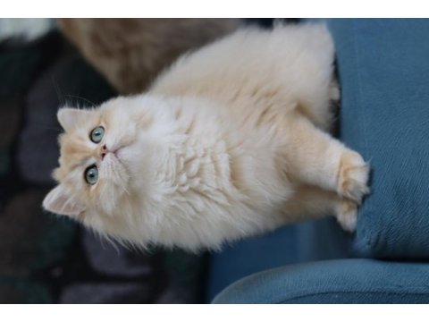 British longhair ny 12 dişi
