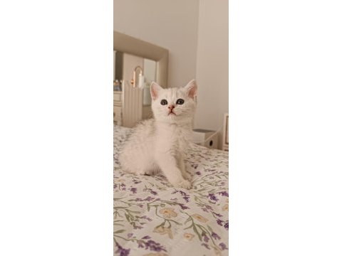 Dişi silver shaded british shorthair