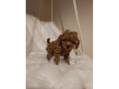 Mükemmel kalite toy poodle