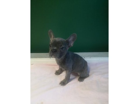 Anatomi harikası blue french bulldog yavrularımız