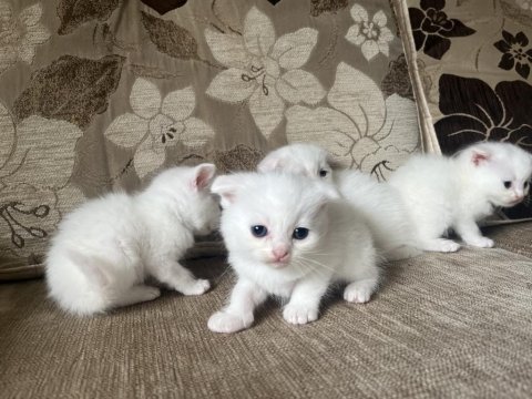 Safkan british shorthair yavrusu yeni yuvasını arıyor