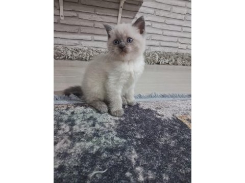 2 aylık british blue point ve chocolate point yavrular