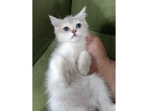 Golden british shorthair ay25