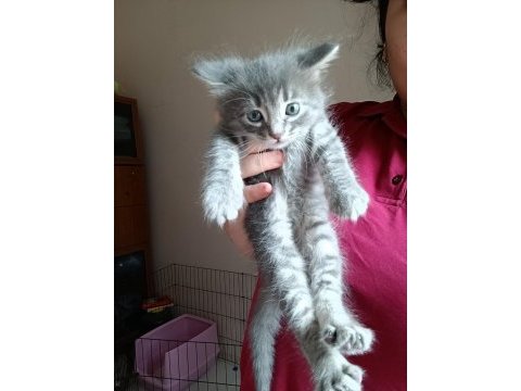 1 aylık maine coon