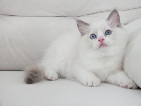 Full şecereli ragdoll yavruları