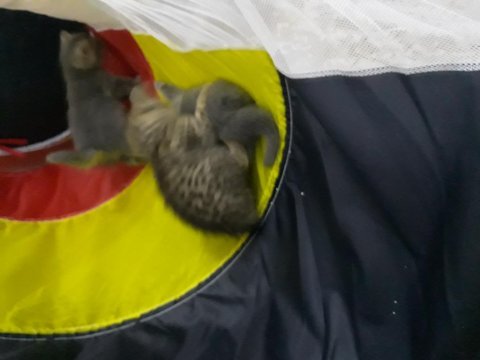 British yavrularım sahiplendirilecek, bakacak sahip aranıyor