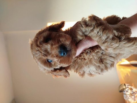 Bal rengi toy poodle
