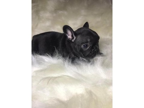 A+ kalite french bulldog yavrularımız