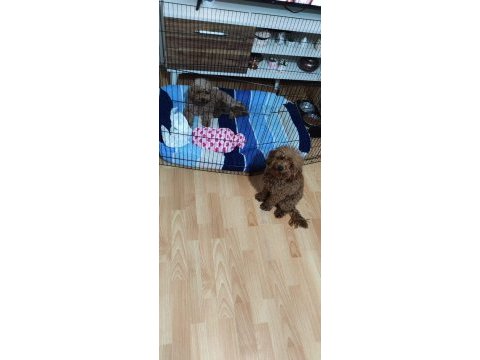 4 buçuk aylık dişi orjinal toy boyut poodle
