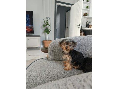 Dişi yorkshire terrier yavruları