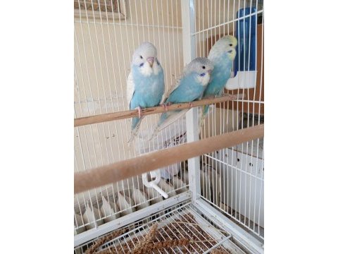 Muhabbet kuşu 40 günlük ve 2 aylık