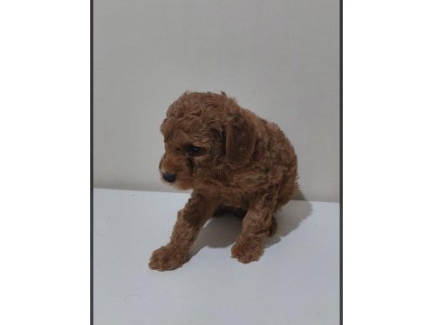 Orjinal poodle yavrular