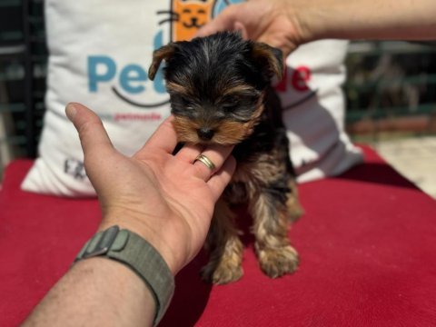 Wc eğitimli tea cup yorkshire terrier