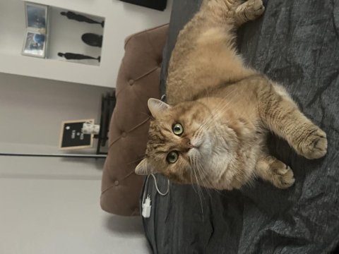 Şecereli golden scottish straight kedim
