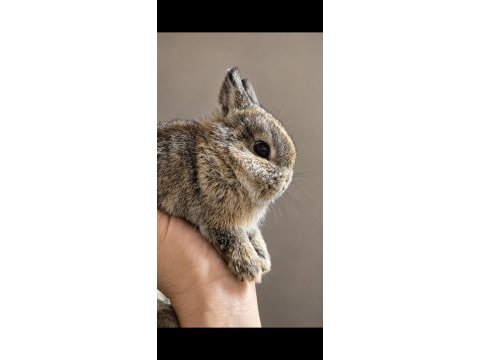 Üst kalite safkan netherland dwarf tavşanlar