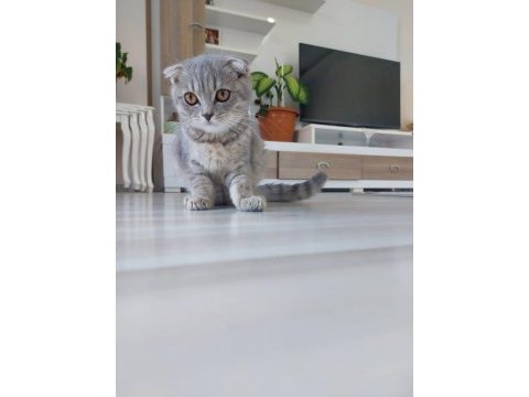 Kehribar gözlü scottish fold kediciklerim
