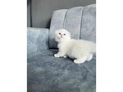 Scottish fold kedisi beyaz