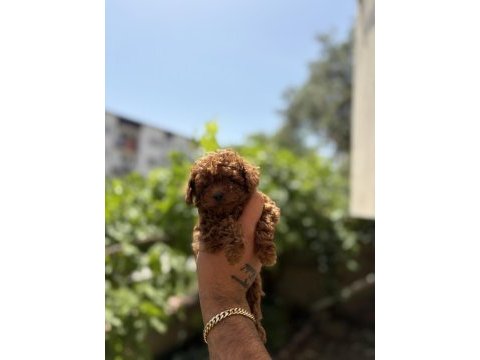 Orjinal kore toy poodle bebekler son 2 erkek kaldı
