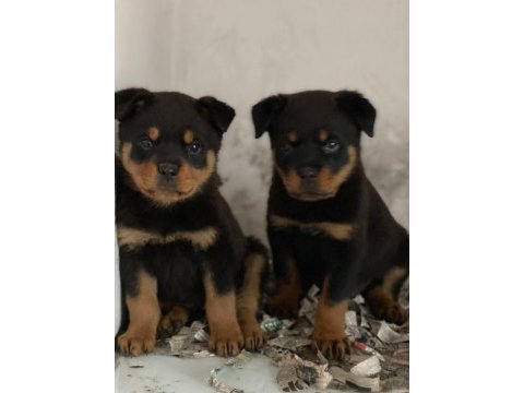 Orjinal koca kafa macar rottweiler köpekler