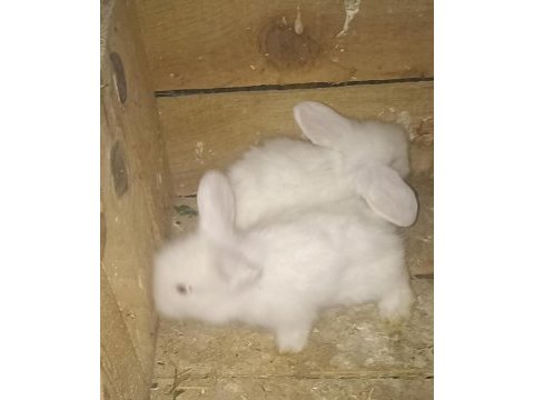 Yavru hollanda lop tavşanı