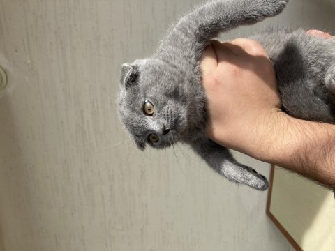 Scottish fold bebeklerim
