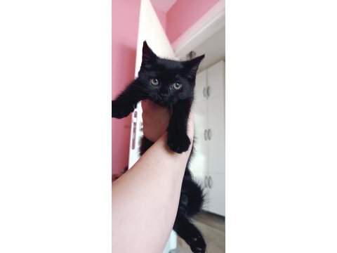 British shorthair silver chocolate