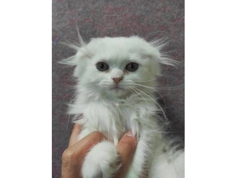 Ankara mamaktayız scottish fold longhair