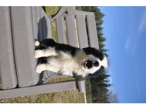 Siyah-beyaz border collie yavrular