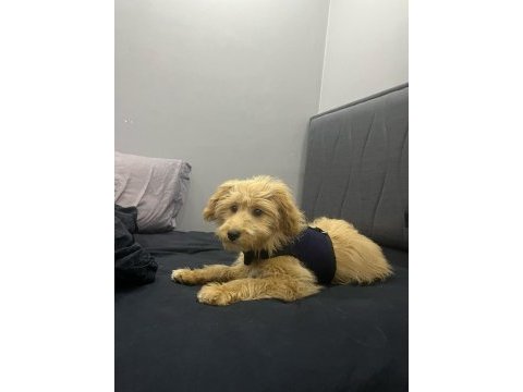 6 aylık maltipoo
