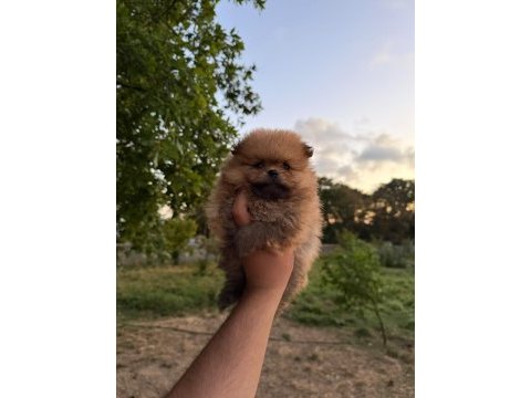 Pomeranian boo köpeklerimiz