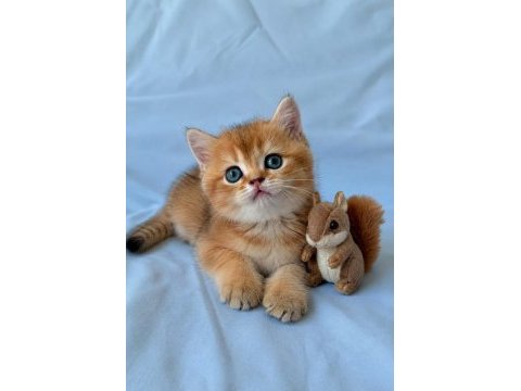 En güzel  ny12 golden british shorthair yavrular