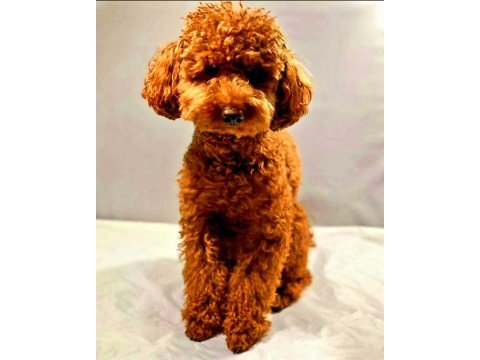 Efsane toy poodle yavrularımız